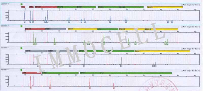 NCI-H661人大细胞肺癌细胞STR鉴定图片