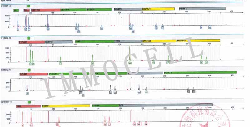 OCI-AML-2人急性髓系白血病细胞系STR鉴定图片