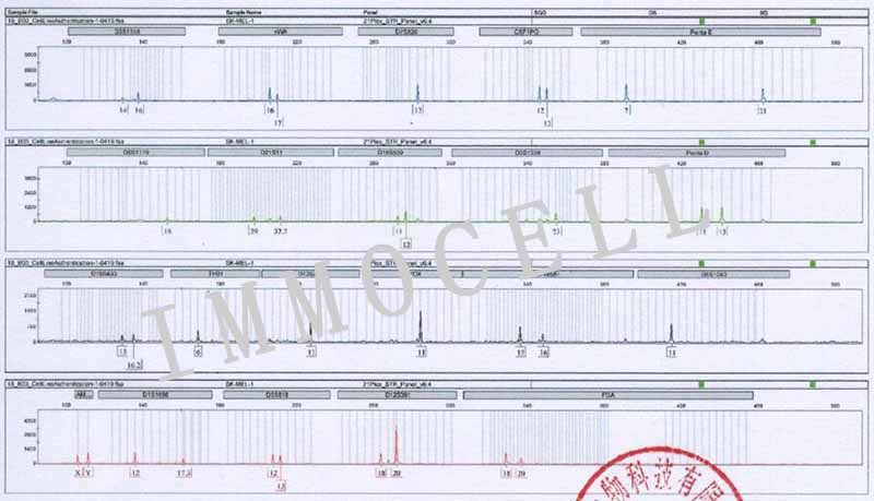 SK-MEL-1人皮肤黑色素瘤细胞STR鉴定图片