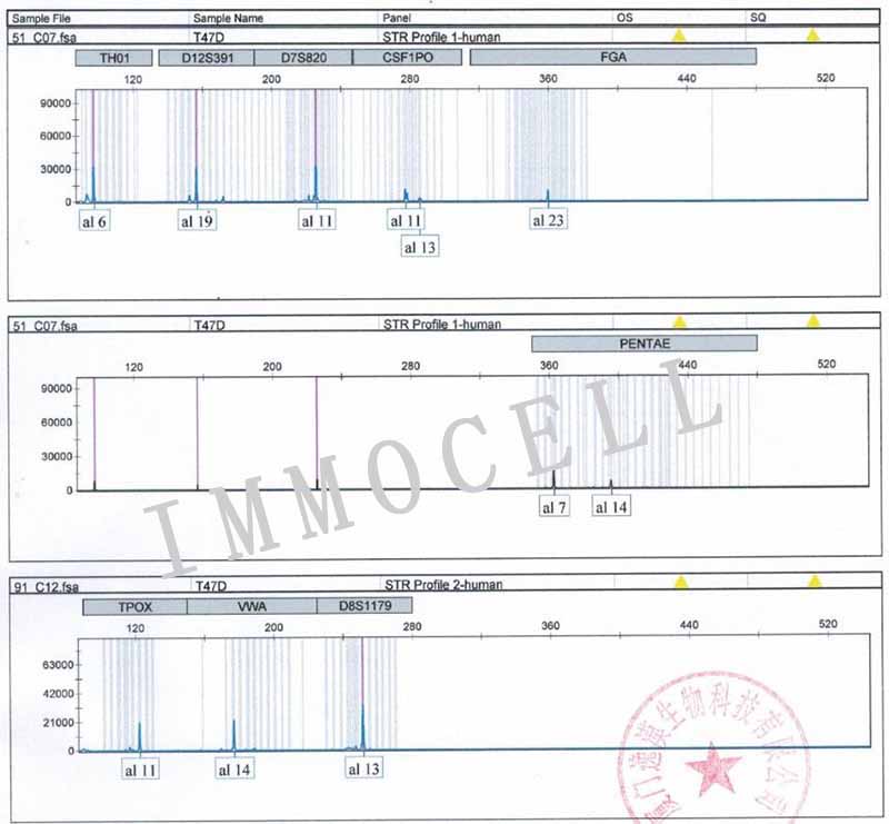 T47D人乳腺导管癌细胞STR鉴定图片