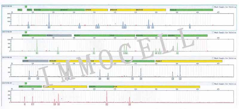 U2OS人骨肉瘤细胞STR鉴定图片