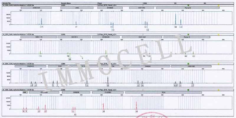 U266人多发性骨髓瘤细胞STR鉴定图片
