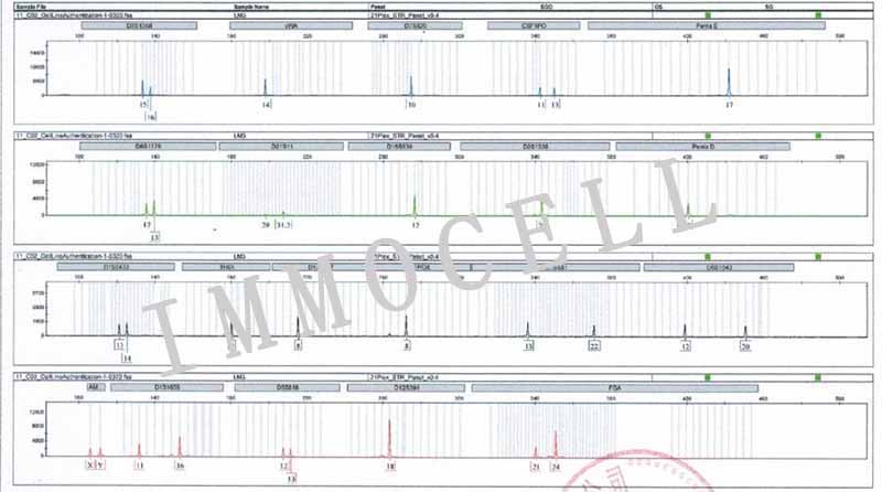 HCC-LM3人高转移肝癌细胞STR鉴定图片