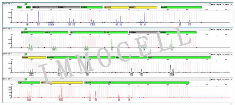 HCT-116人结肠癌细胞STR鉴定图片