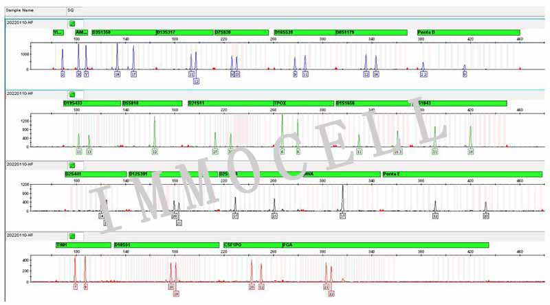HFL-1人胚肺成纤维细胞STR鉴定图片