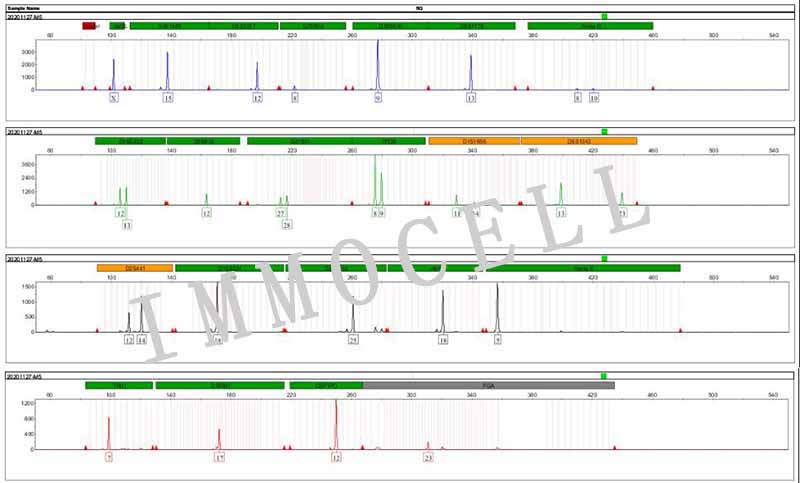 MDA-MB-468人乳腺癌细胞STR鉴定图片