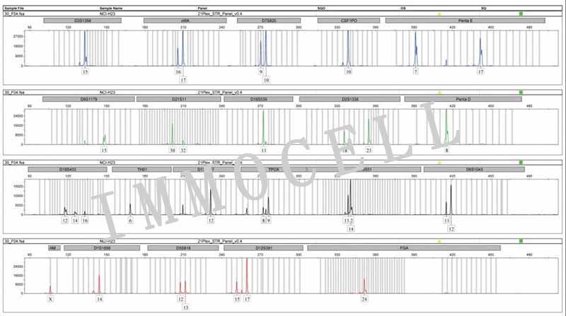 NCI-H23人非小细胞肺癌细胞STR鉴定图片