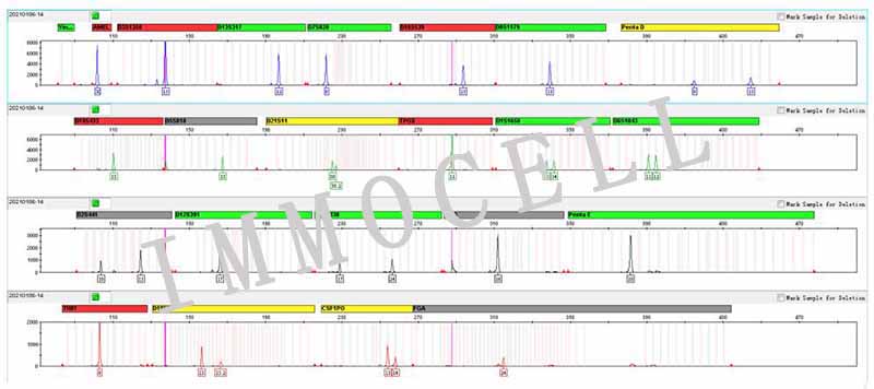 SW480人结肠癌细胞STR鉴定图片