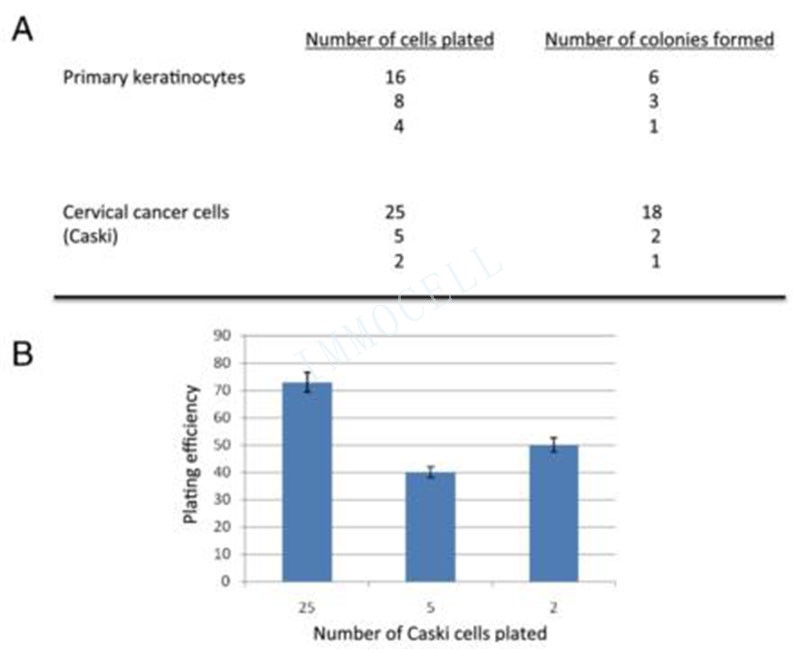 人的原代细胞克隆形成效率图