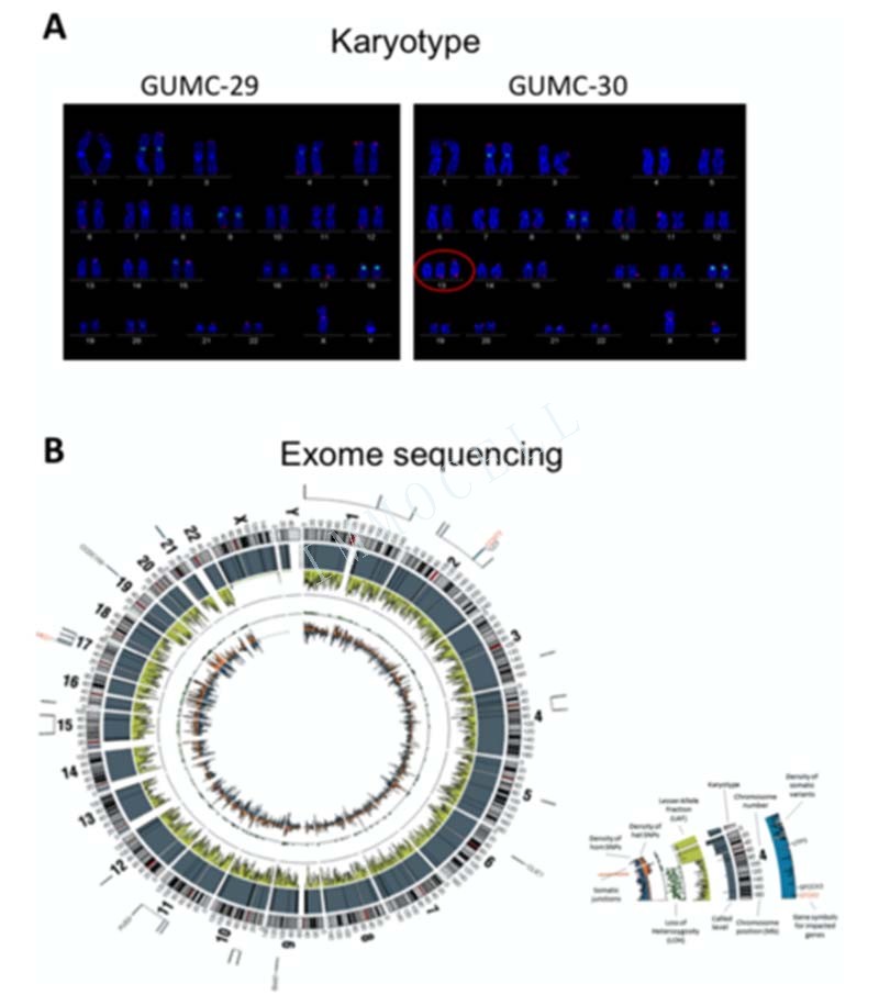 并在GUMC-30细胞中发现有815种外显子的突变类型，并将其绘制成Circos