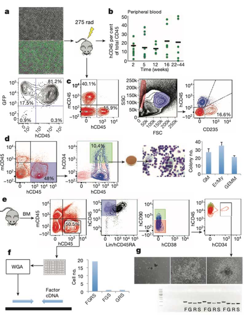 rEC-hMPPs具有体内红细胞-髓细胞-巨核细胞多谱系移植能力图