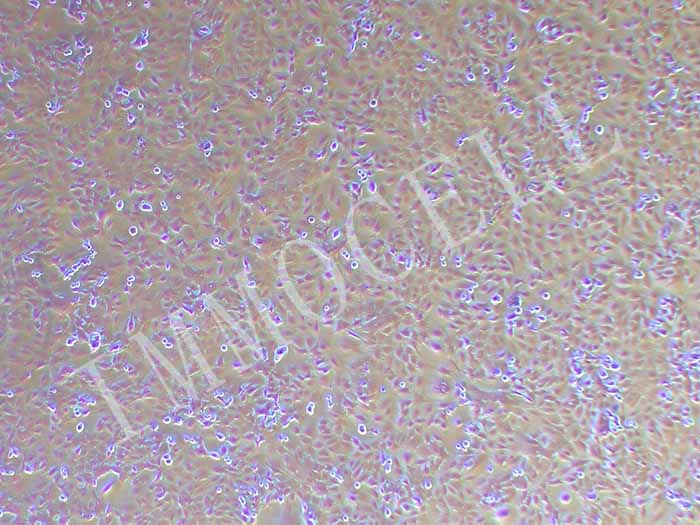 HC11细胞细胞图片