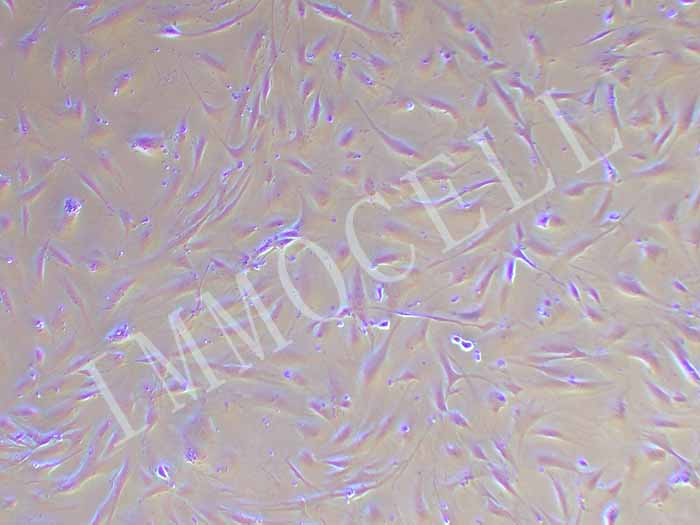 HDPSC细胞图片