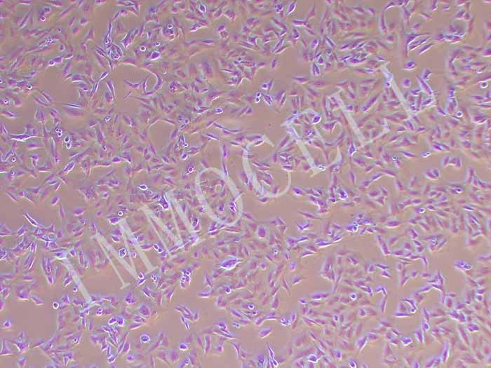 SK-MEL-2-LUC细胞图片