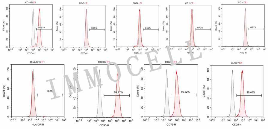 人脐带间充质干细胞流式鉴定结果图
