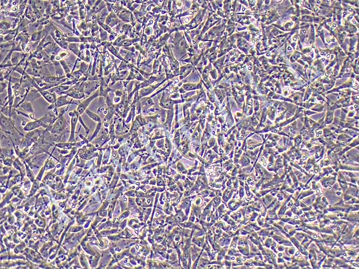 兔骨髓间充质干细胞