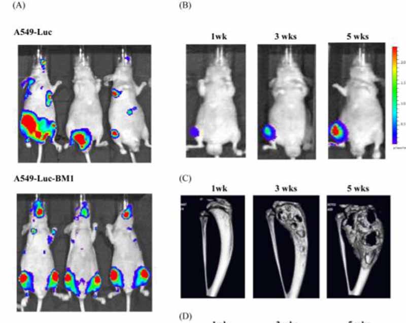 A549-LUC-1.jpg