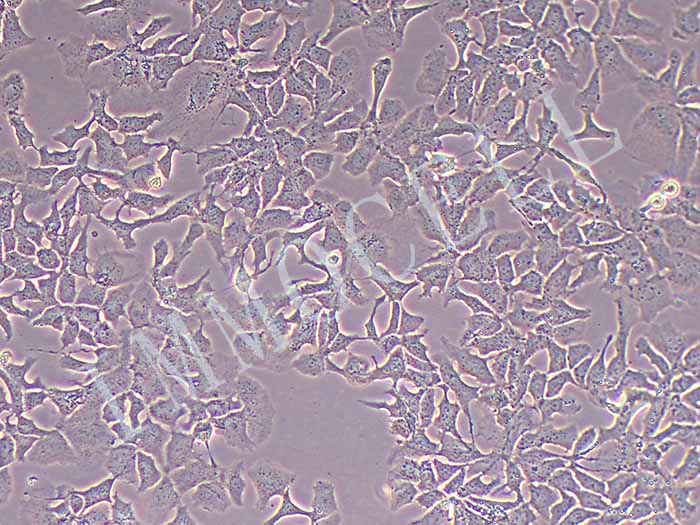 HEP3B-LUC细胞图片