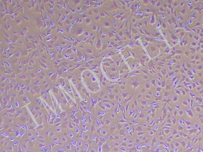 间质细胞细胞图片