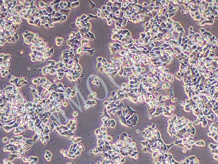 CW2人肠细胞图片