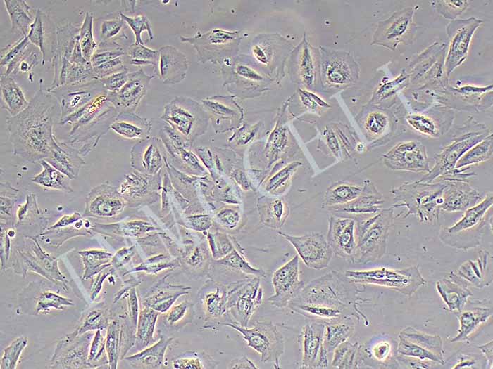 FHC人肠细胞图片