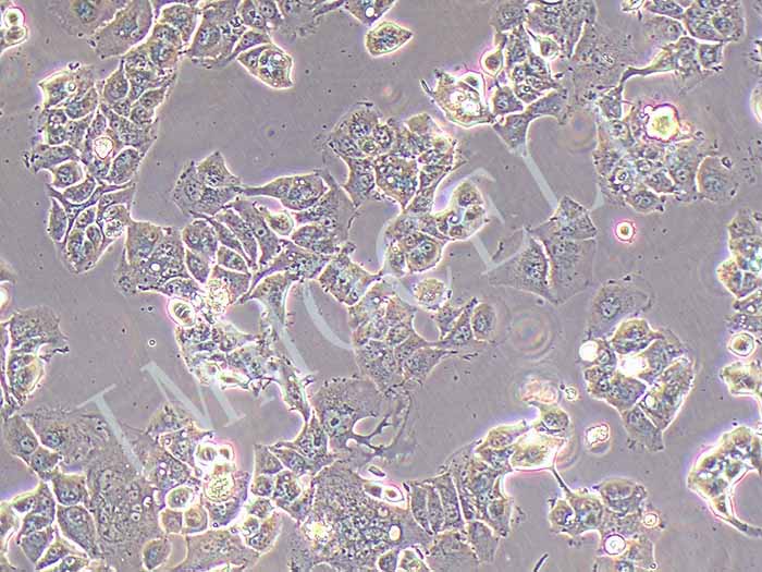 MHCC-97L细胞图片