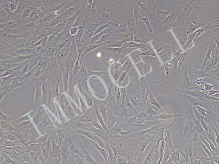 人睾丸细胞细胞图片