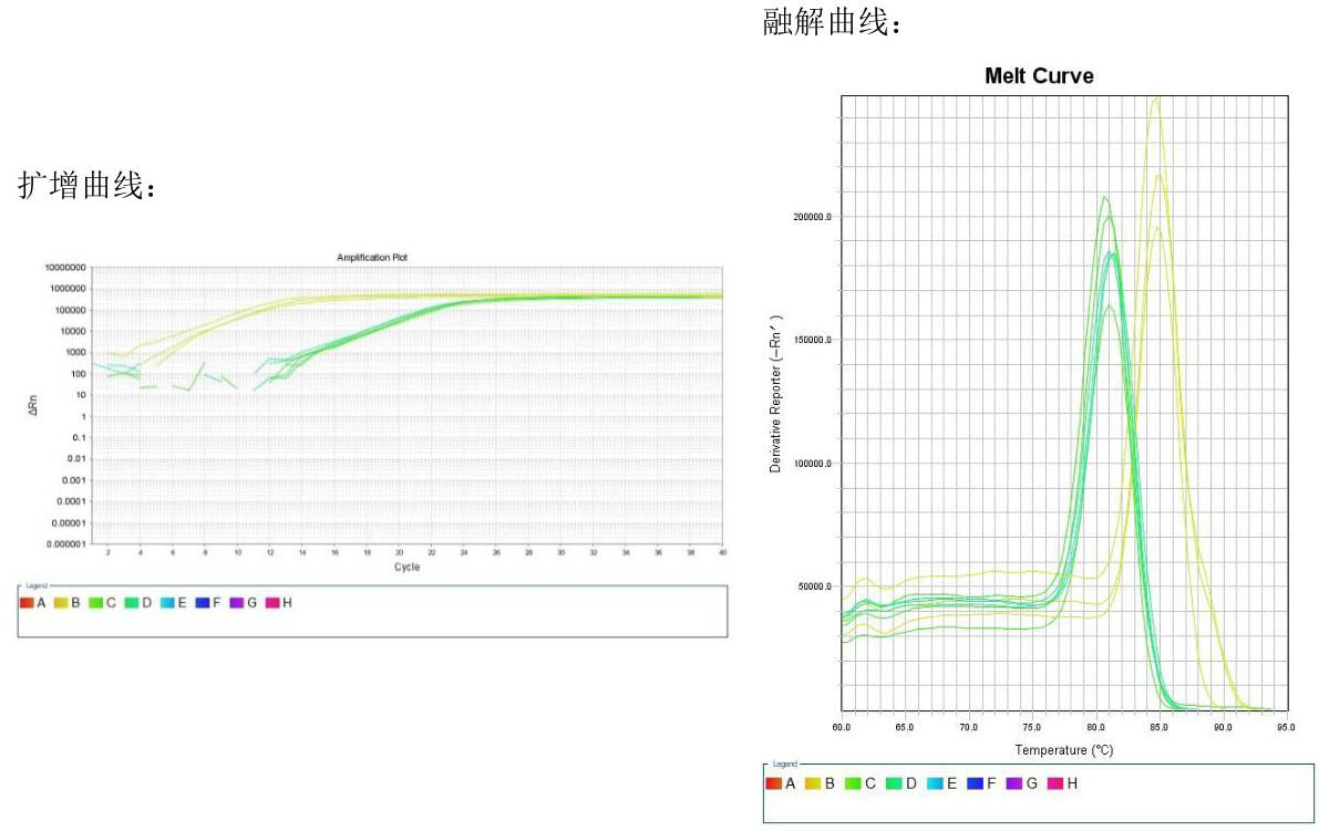 TC-1小鼠肺上皮细胞E6E7检测结果图