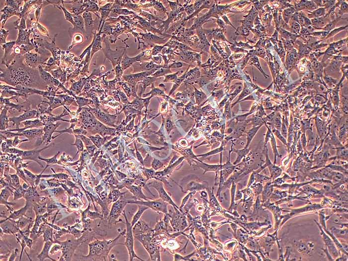 小鼠骨髓间充质干细胞（BMSC）