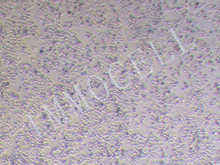 Caov3-LUC细胞图片