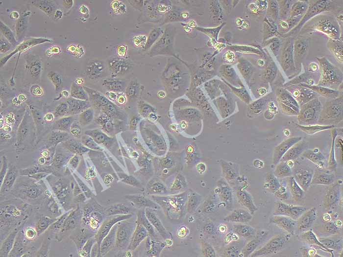 GBC-SD细胞图片
