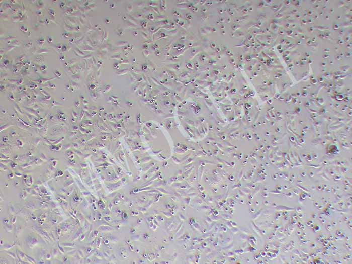 GBC-SD细胞图片