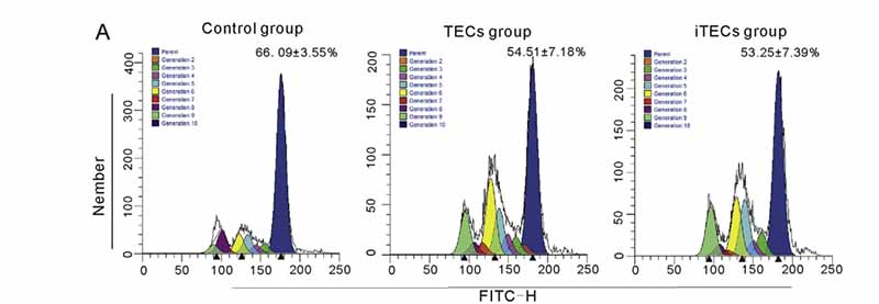 CSFE染色用于测试TECs和iTECs对THP-1细胞增殖的影响图