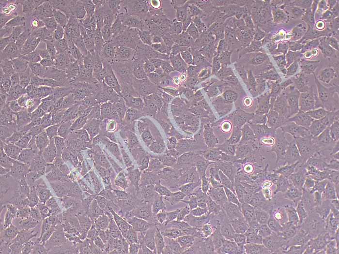 C17.2细胞图片