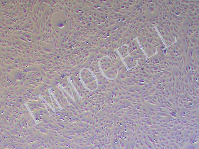 CFSC-8B细胞图片
