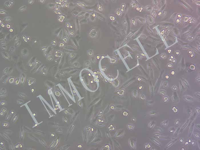CHO-K1 -COGFP细胞图片