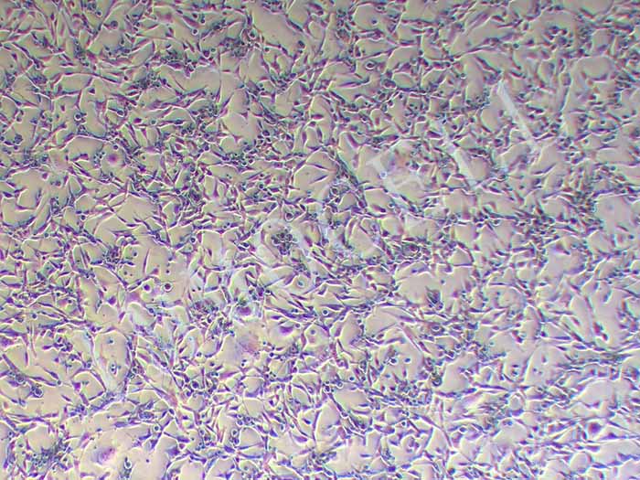 TC-1-LUC细胞图片