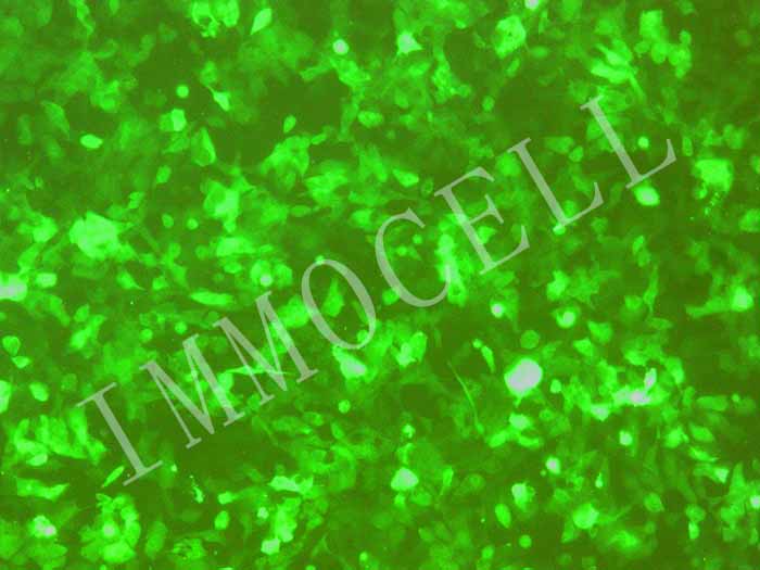 HCT116-CGFP细胞图片