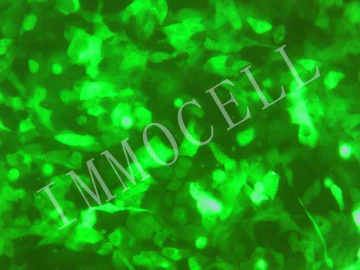 HCT116-CGFP细胞图片