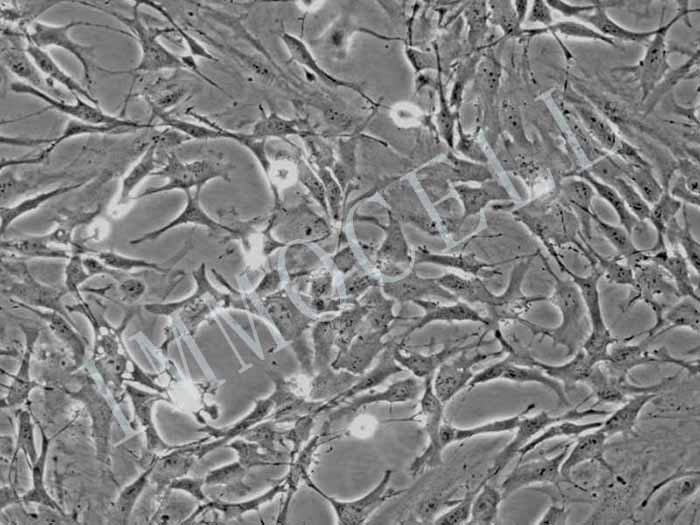 小鼠嗅球神经星形胶质细胞