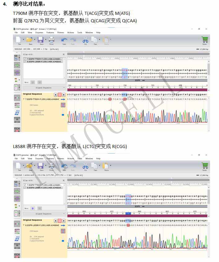 H1975细胞EGFR基因检测报告图片