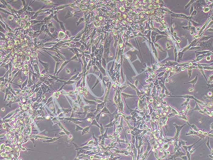 MC38-LUC细胞图片