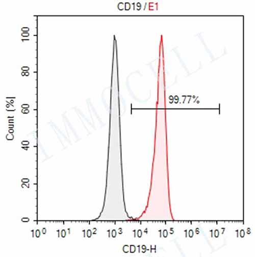 Nalm6-LUC细胞CD19检测.jpg