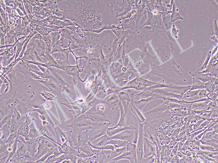 U87-MG-LUC细胞图片