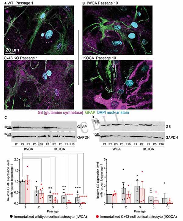 前十代中 GFAP 和 GS 在 IWCA 和 IKOCA 中的表达水平和定位图