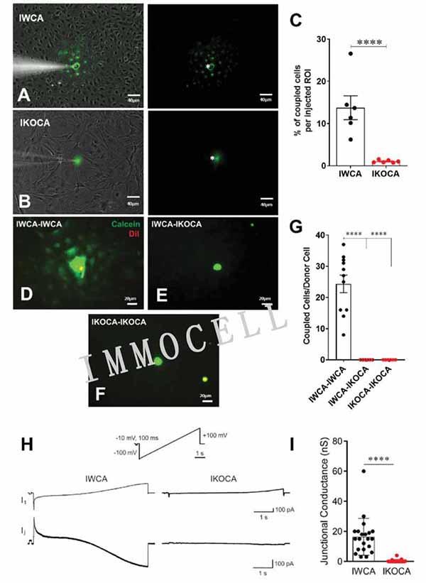 在融合的皮质星形胶质细胞培养物中评估永生化 WT (IWCA) 和 Cx43-null (IKOCA) 中的功能 GJ 耦合图