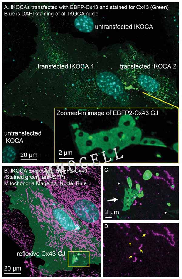 IWCA 和 IKOCA 细胞可用于通过超分辨率显微镜研究 GJ 形态和与其他蛋白质的相互作用图