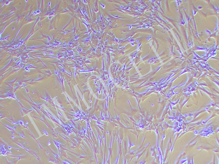 HFL-1细胞图片