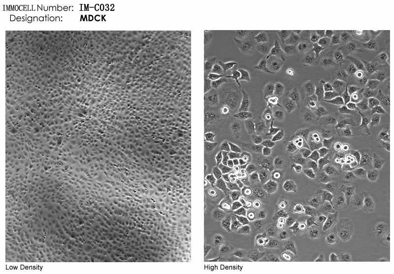 逸漠细胞库MDCK细胞图片