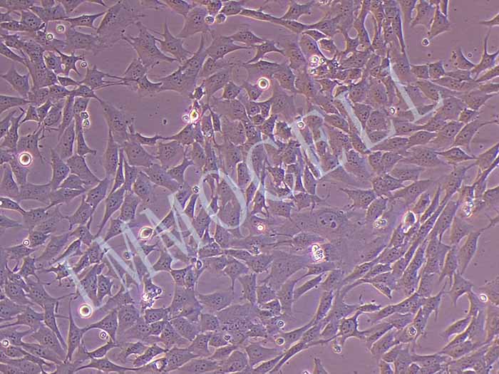 小鼠主动脉细胞细胞图片